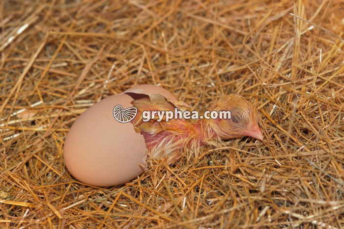 Poussin - Eclosion de l'oeuf (3) - gryphea.com